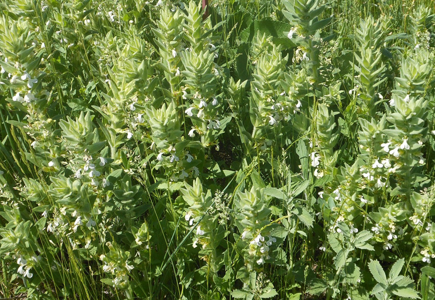 Image of Ajuga laxmannii specimen.