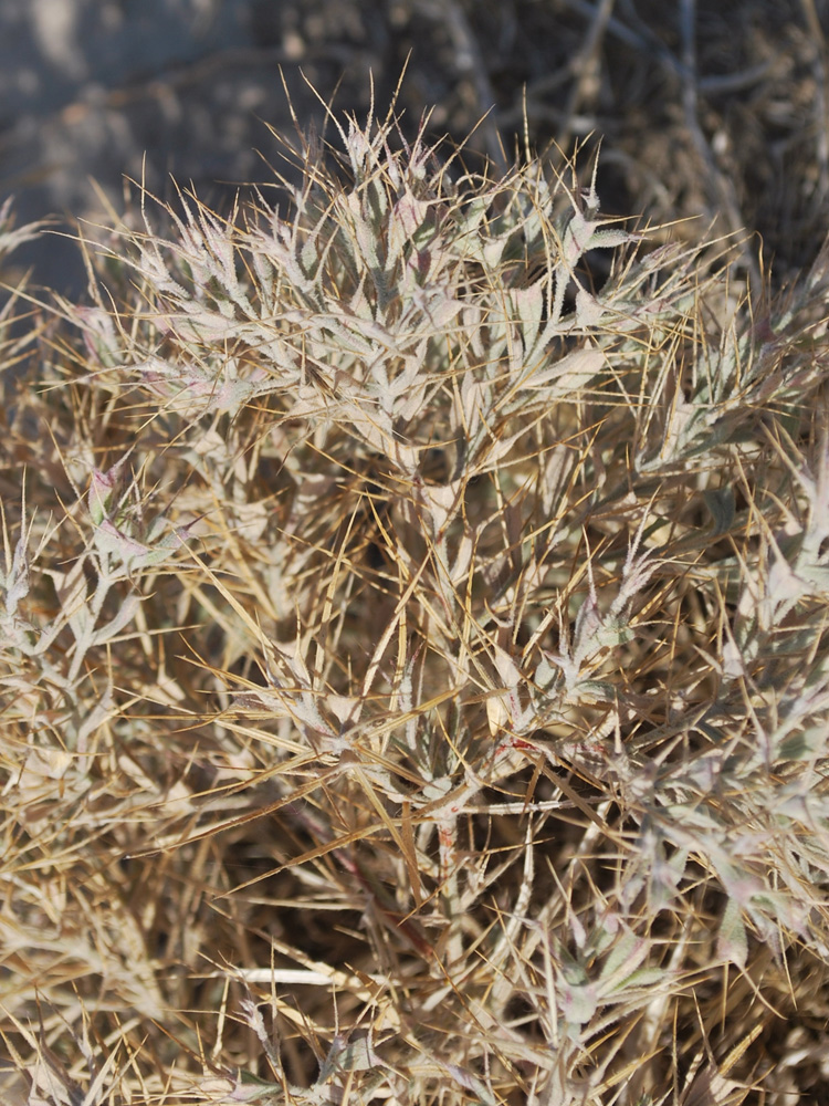 Image of Ceratocarpus utriculosus specimen.