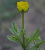 Ranunculus