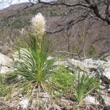 Asphodeline taurica