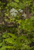 Cardamine leucantha