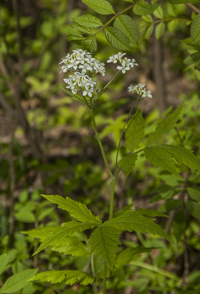 Image of Cardamine leucantha specimen.