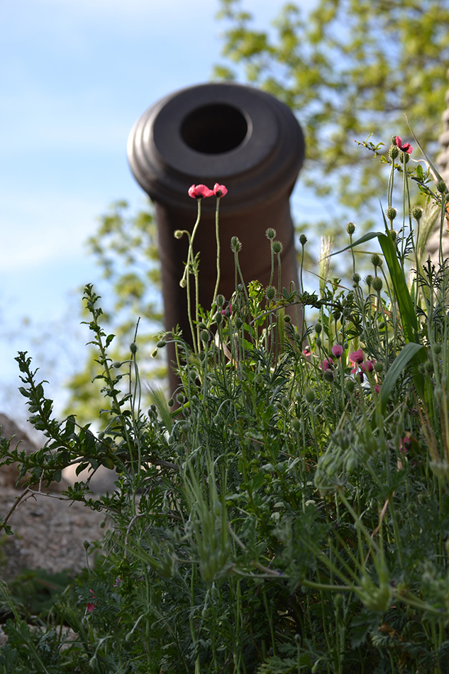 Image of Papaver hybridum specimen.