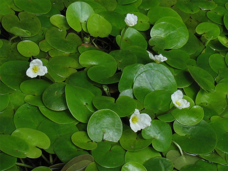 Image of Hydrocharis morsus-ranae specimen.