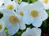 Anemone sylvestris