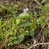 Viola palustris