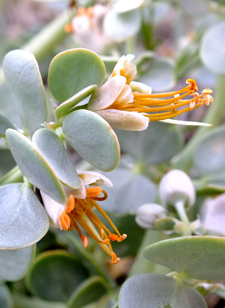 Image of genus Zygophyllum specimen.