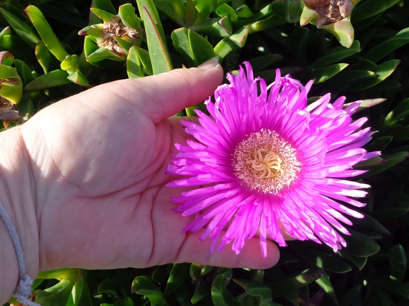 Изображение особи род Carpobrotus.