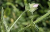 Malva thuringiaca. Распускающийся цветок. Молдова, Каларашский р-н, лес возле с. Бравичи. 25.06.2014.