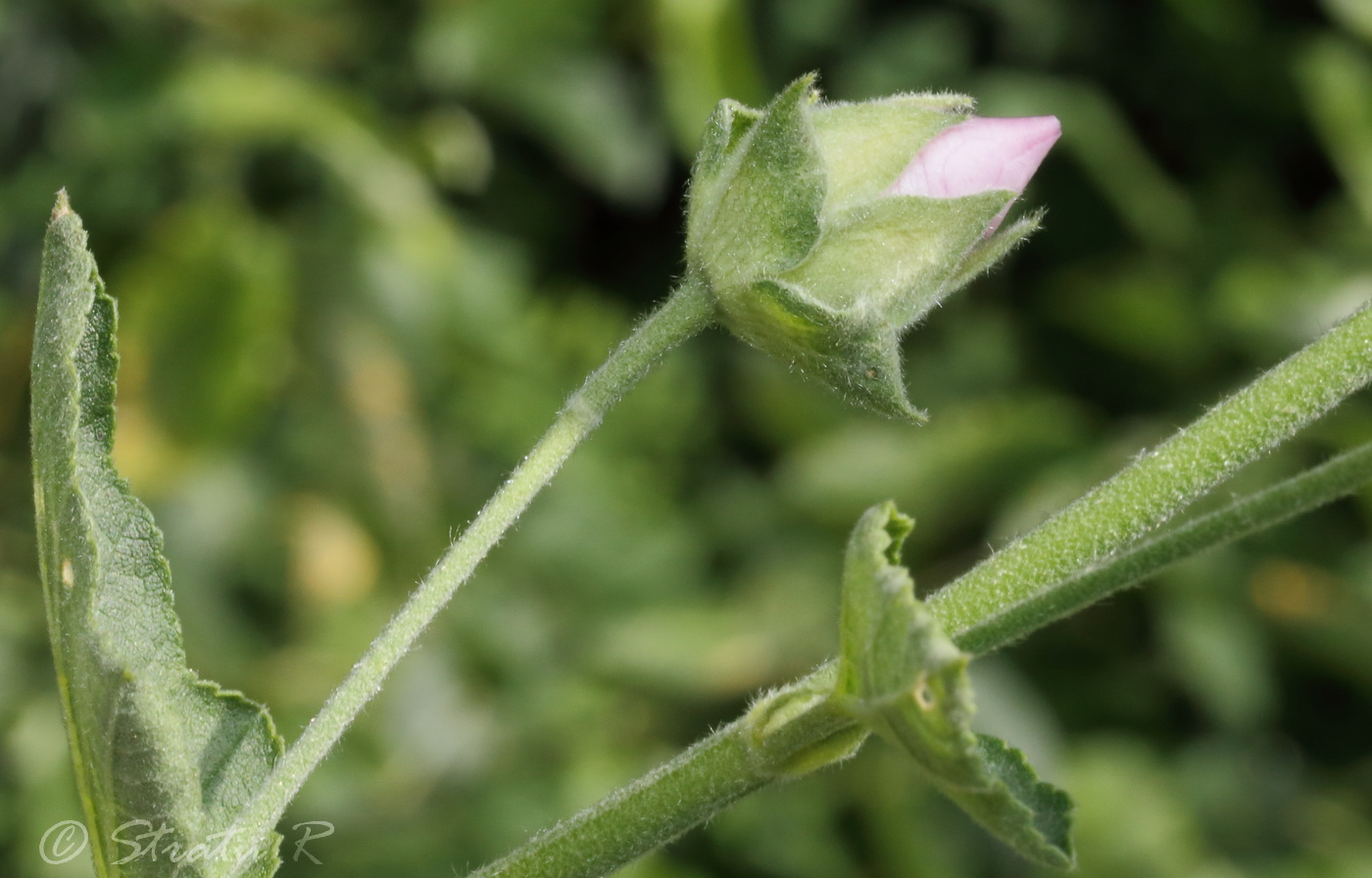 Image of Malva thuringiaca specimen.