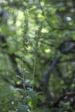 Epipactis helleborine