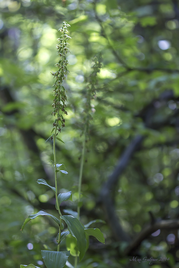 Изображение особи Epipactis helleborine.