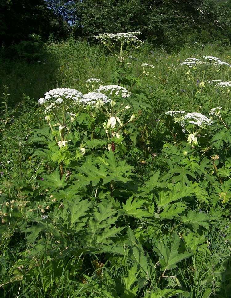 Изображение особи Heracleum mantegazzianum.