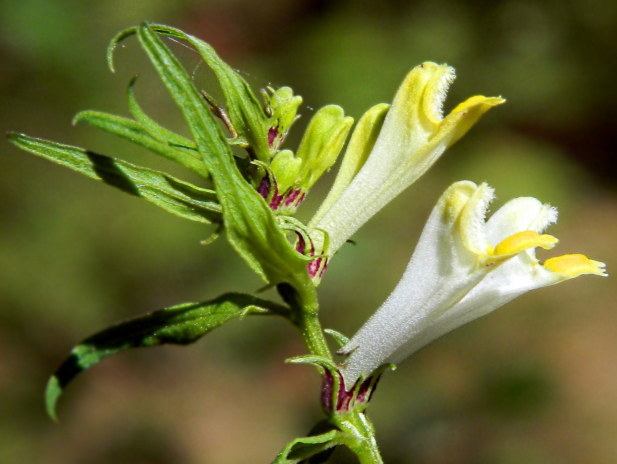 Изображение особи Melampyrum pratense.