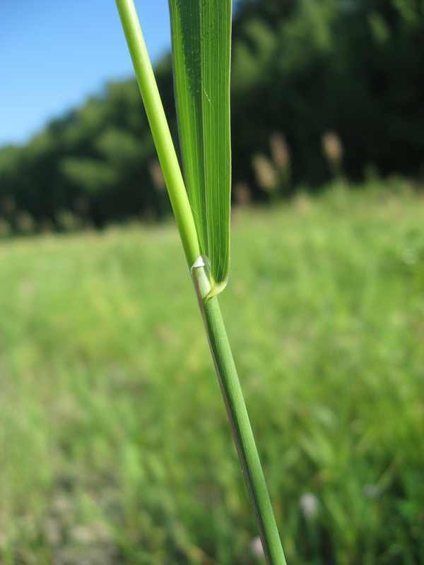 Image of Phalaroides arundinacea specimen.