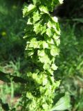 Rumex stenophyllus