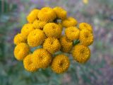 Tanacetum vulgare