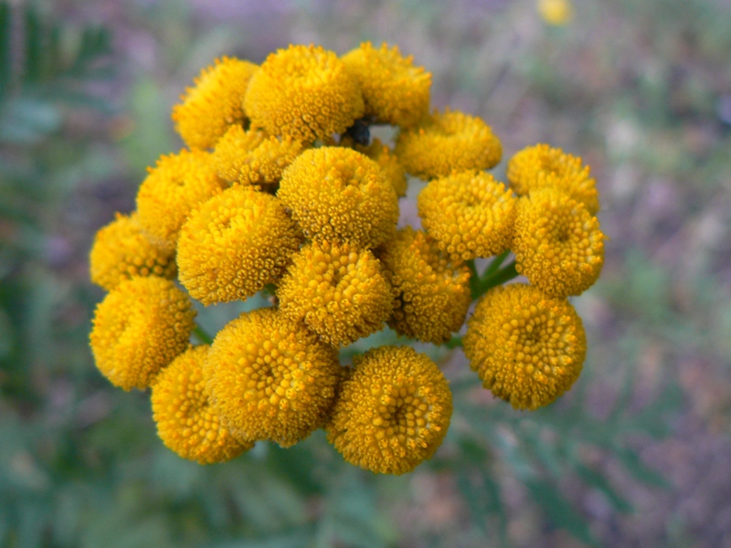 Image of Tanacetum vulgare specimen.