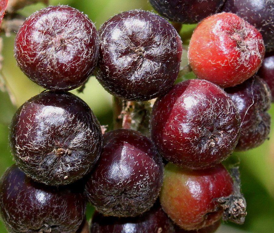 Image of Aronia melanocarpa specimen.