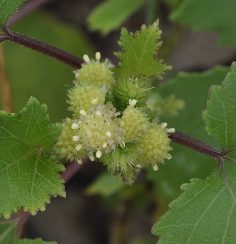 Image of Xanthium orientale specimen.