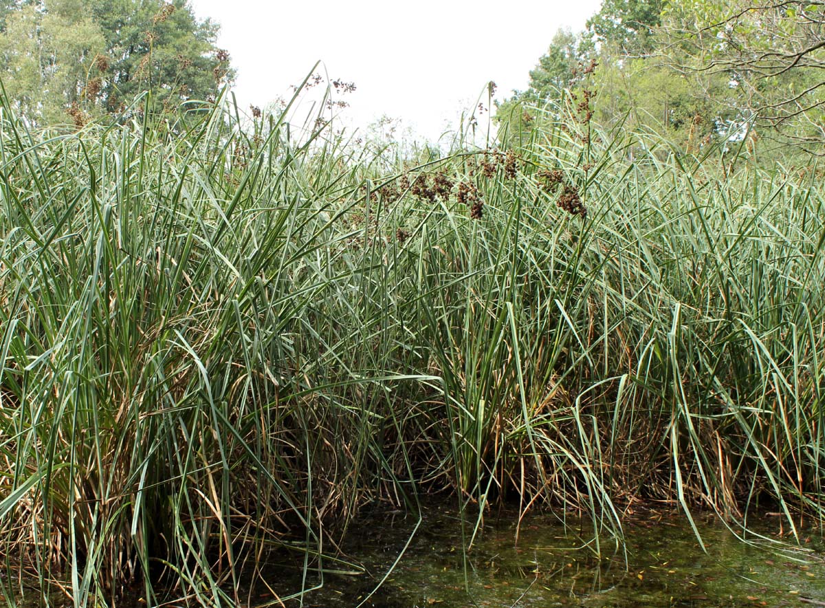 Image of Cladium mariscus specimen.