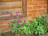 Gomphrena globosa