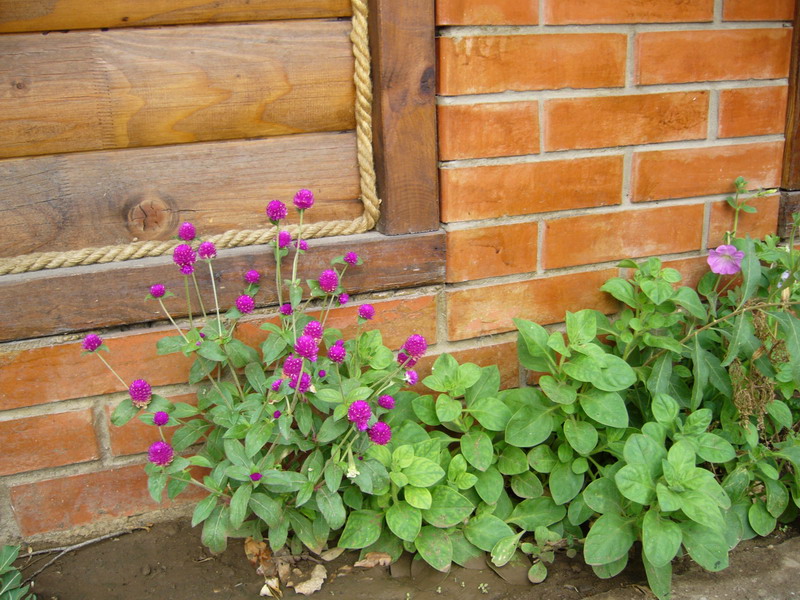 Image of Gomphrena globosa specimen.