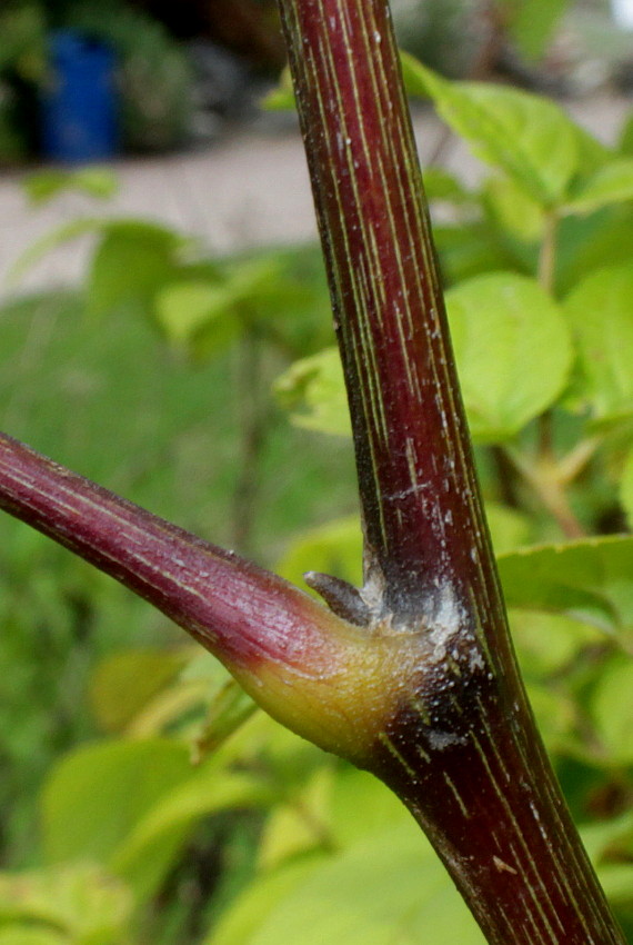 Изображение особи Aralia cordata.