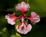 Clarkia unguiculata. Цветок (тычиночная стадия развития). Московская обл., Раменский р-н, окр. дер. Хрипань, садовый участок. 19.07.2014.