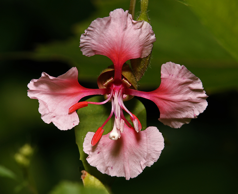 Изображение особи Clarkia unguiculata.