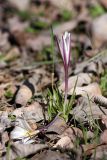 Colchicum kesselringii. Цветущее растение. Южный Казахстан, левобережье Сыр-Дарьи выше Сюткента. 28.03.2014.