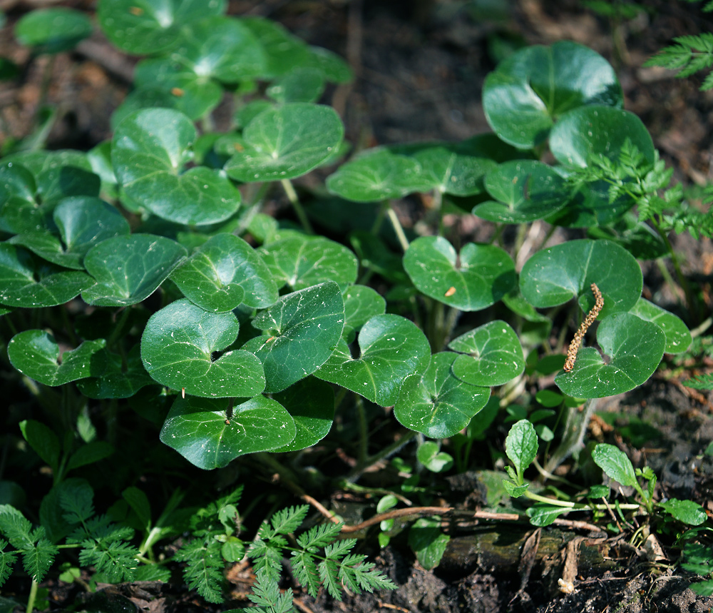 Изображение особи Asarum europaeum.