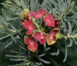 Euphorbia cyparissias. Соплодие в утренней росе. Московская обл., Раменский р-н, окр. дер. Хрипань, садовый участок. 09.08.2014.