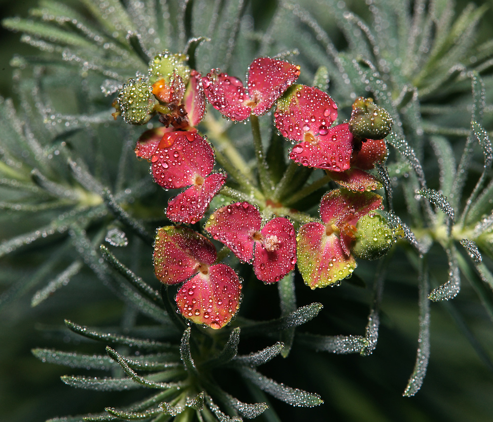 Изображение особи Euphorbia cyparissias.