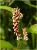 Persicaria maculosa. Соцветие. Чувашия, окрестности г. Шумерля, берег р. Сура, ниже устья р. Шумерлинка. 6 августа 2009 г.