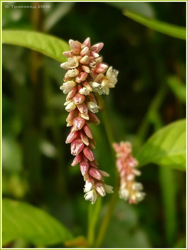 Image of Persicaria maculosa specimen.