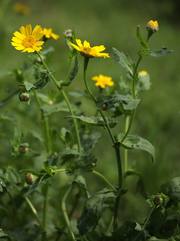 Изображение особи Glebionis coronaria.