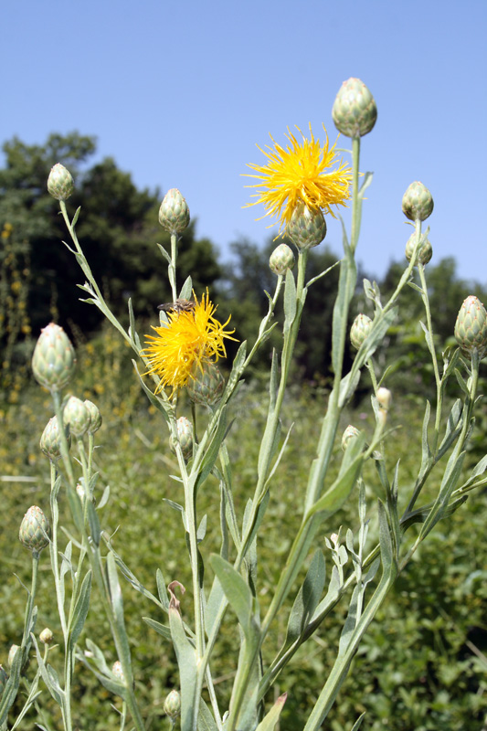 Изображение особи Centaurea behen.