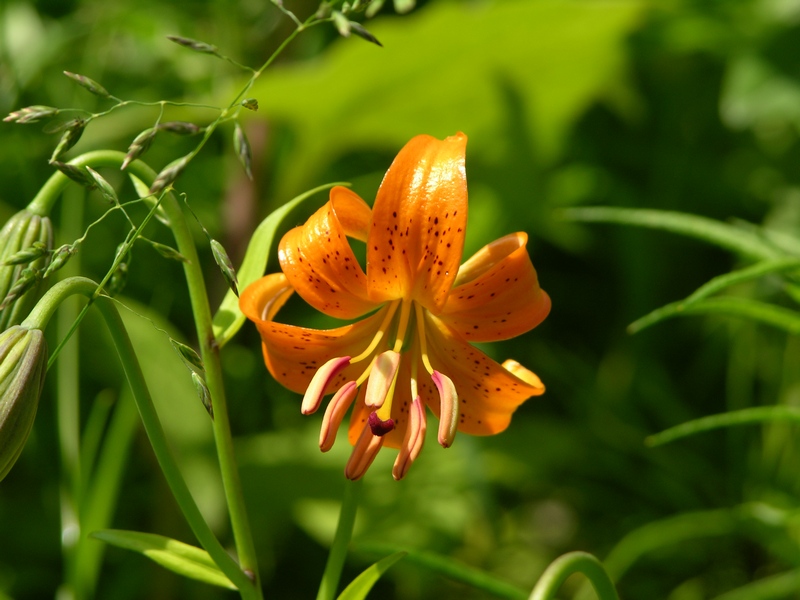 Изображение особи Lilium debile.