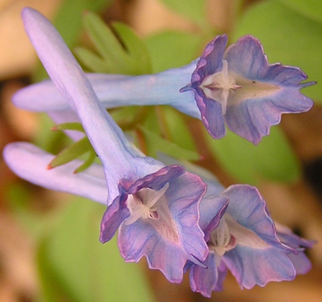 Image of Corydalis turtschaninovii specimen.