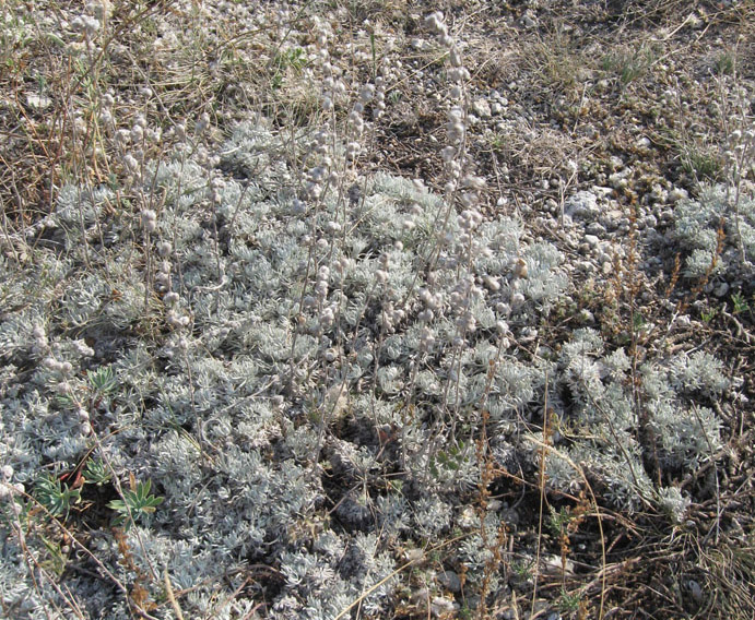 Изображение особи Artemisia caucasica.