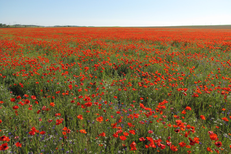 Изображение особи Papaver rhoeas.