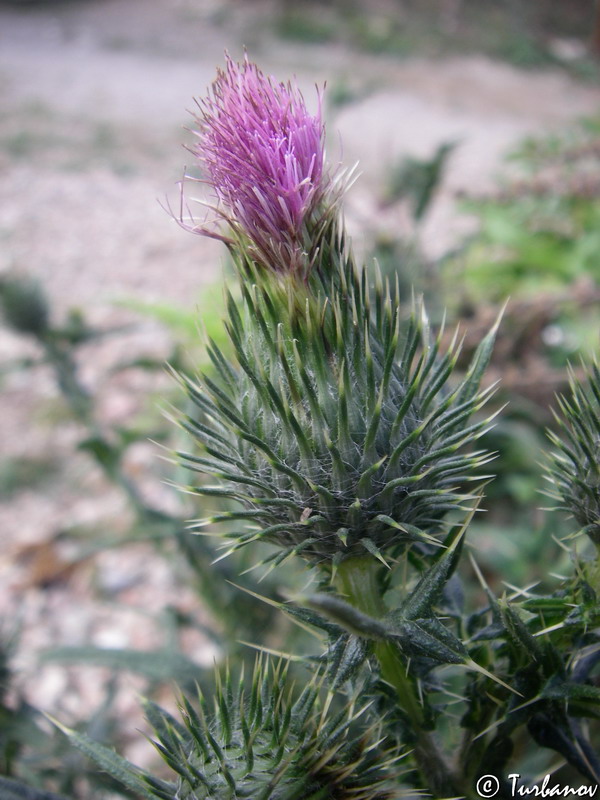 Изображение особи Cirsium vulgare.