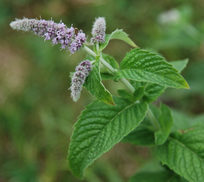 Image of Mentha longifolia specimen.