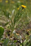 Inula ensifolia. Цветущее растение в степи. Белгородская обл., окрестности пос. Борисовка, Острасьев Яр. 30.06.2009.