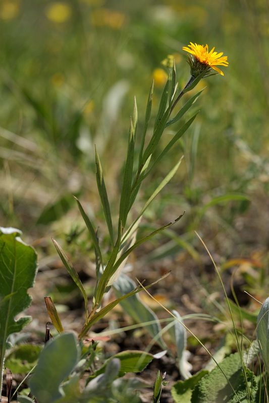 Изображение особи Inula ensifolia.