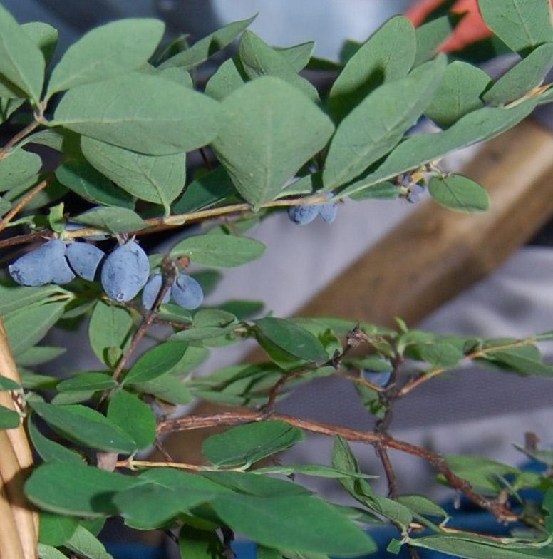 Image of Lonicera altaica specimen.