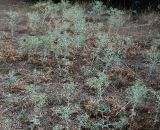 Eryngium campestre