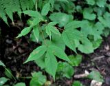 Acer mandshuricum