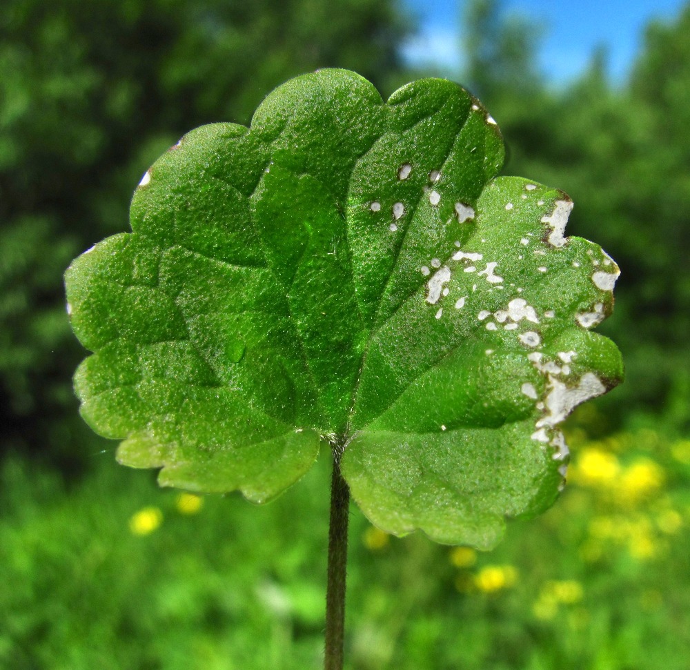 Image of Glechoma hederacea specimen.